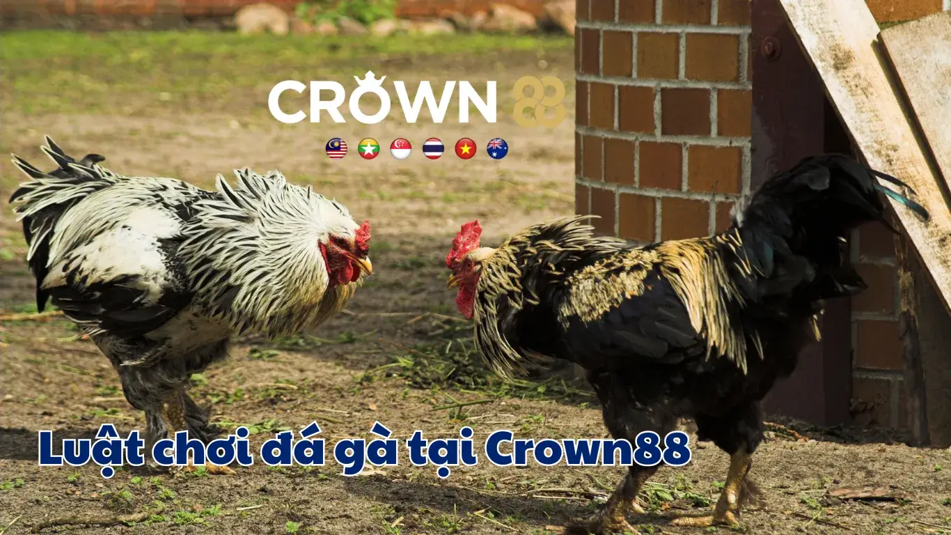 Luật chơi đá gà Corwn88