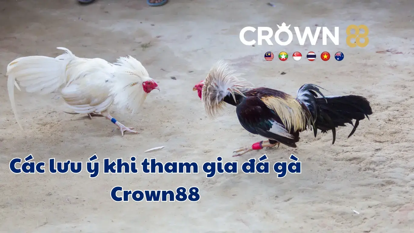 Lưu ý khi chơi Đá gà Crown88